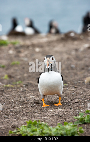 Macareux moine (Fratercula arctica) transportant des lançons. Banque D'Images