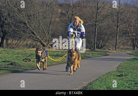 2 chiens tirant femme sur patins à roues alignées Banque D'Images