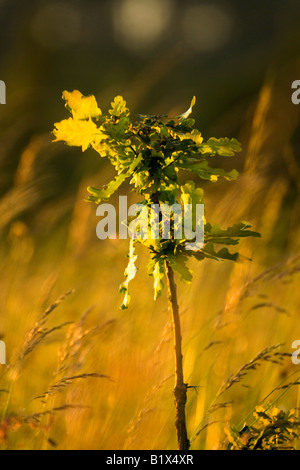 Jeune arbre chêne Banque D'Images