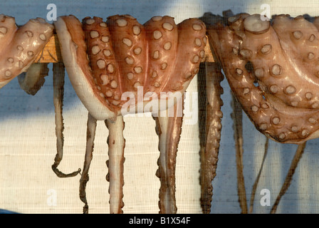 Le séchage de la pieuvre dans une cabine à l'abri de l'net dans une taverne à Karlovassi sur l'île de Samos en Grèce Banque D'Images
