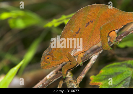 Calumma parsonii Parson's Chameleon christifer accroché à la réserve spéciale de Périnet, Madagascar en octobre. Banque D'Images