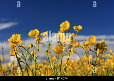 Fleurs renoncule jaune contre un ciel bleu profond tourné dans le paramètre soleil très chaud des couleurs saturées et summerfeel Banque D'Images