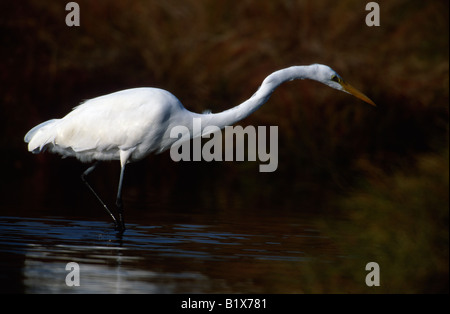 Grande Aigrette (Ardea alba) la pêche en bassin peu profond Banque D'Images