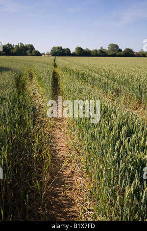 La récolte de blé encore vert montrant les conduites du tracteur à la campagne agricole Banque D'Images