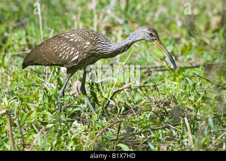 Aramus guarauna Limpkin San Blas Nayarit Mexique 21 Janvier Hot Aramidae Banque D'Images