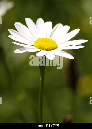 La fleur de camomille matricaire inodore, Matricaria perforata. Banque D'Images