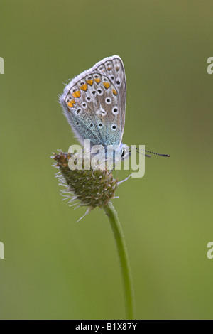 Bleu commun Polyommatus icarus butterfly se percher sur le plantain lancéole à Sand Point, Somerset, Angleterre en juin. Banque D'Images
