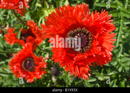 Close up of Papaver orientale Turkenlouis la floraison en Juin Banque D'Images