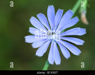 Close-up of Common chicorées (Cichorium intybus) fleur avec sweat bee Banque D'Images