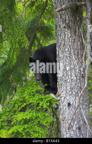 Ours noir Ursus americanus assis dans un cadre d'observation d'arbres près de Tofino, Vancouver Island, Canada en juin. Banque D'Images