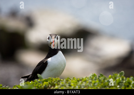 Macareux moine (Fratercula arctica) regardant la caméra Banque D'Images