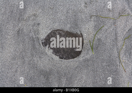 Sand Dollar Dendraster excentricus échoués sur une plage de sable le long du détroit de Georgia, l'île de Vancouver, au Canada, en juin. Banque D'Images