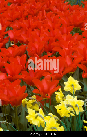 Tulipes rouges et jaunes jonquilles sont en exposition dans le parc printemps Keukenhof ''De'' à Lisse, aux Pays-Bas. Banque D'Images