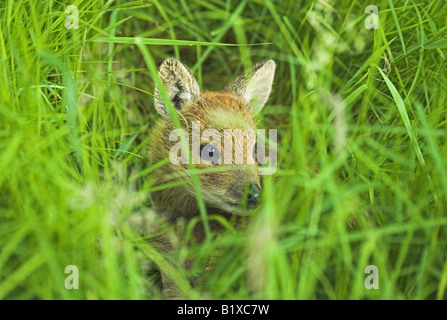 Vue paysage de red deer fawn pose dans l'herbe Banque D'Images