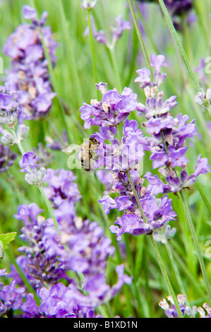 La lavande (lavandula angustifolia hidcote) et des Abeilles Banque D'Images