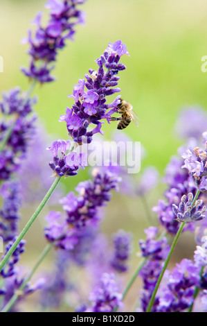 La lavande (lavandula angustifolia hidcote) et des Abeilles Banque D'Images