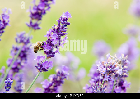 Honey Bee & lavande (lavandula hidcote) Banque D'Images