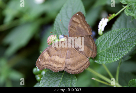 Pansy le chocolat ou chocolat Papillon, Soldat Junonia iphita, Nymphalidae, de l'Asie du Sud, Syn. Iphita precis Banque D'Images