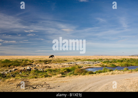 Lonely elephant (Loxodonta Africana) in Serengeti National Park, Tanzania, Africa Banque D'Images
