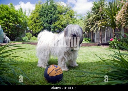 Terrier tibétain joue avec balle en jardin Banque D'Images