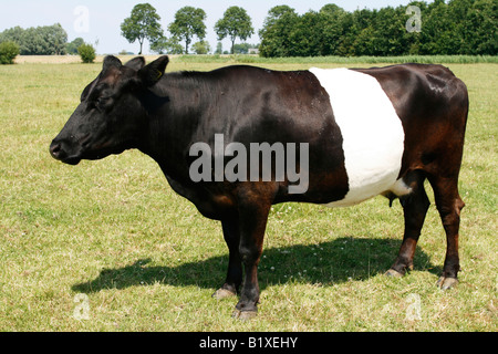 Beau noir et blanc Lakenvelder hollandaise cow standing in field race néerlandaise Unique Banque D'Images