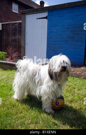 Terrier tibétain joue avec balle en jardin Banque D'Images