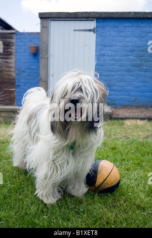 Terrier tibétain joue avec balle en jardin Banque D'Images