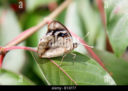 Pansy noir Papillon, oenone precis, Nymphalidae, Afrique Banque D'Images