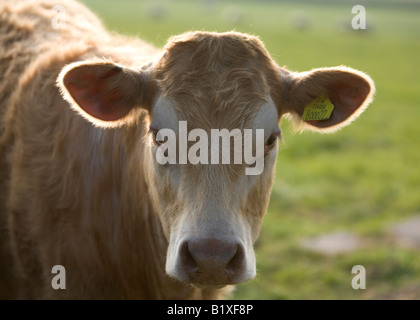 Tête et les épaules d'une vache blanche et marron intérieur éclairé par LED Banque D'Images