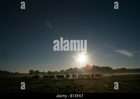 Village de Coddington, Cheshire, Angleterre. Troupeau de vaches dans un champ agricole avec un lever de soleil brumeux scène dans l'arrière-plan. Banque D'Images