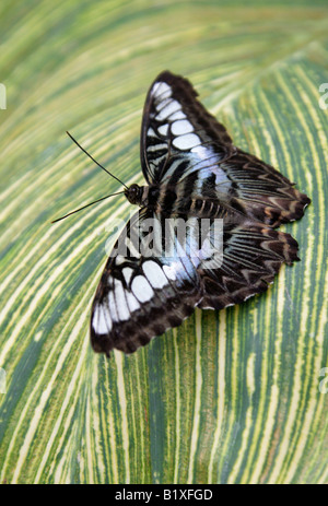 Le Clipper Bleu, Papillon Parthenos sylvia lilacinus, Nymphalidae, Asie du Sud Est Banque D'Images