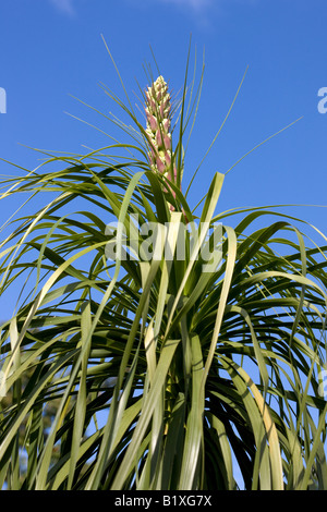 Pied d'éléphant Nolina recurvata (arbre) Banque D'Images