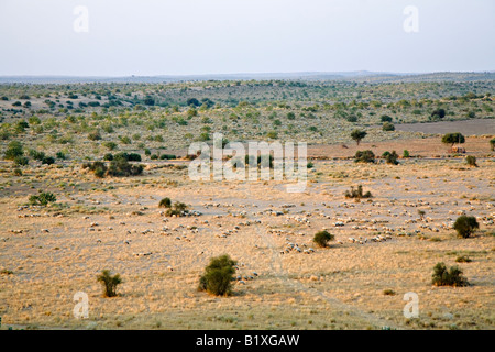 Moutons dans un désert de Thar, Rajasthan, Inde, Asie Banque D'Images
