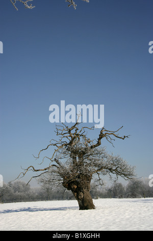 Village de Aldersey, Angleterre. Hiver ensoleillé neige scène rurale des arbres dans un champ dans la campagne du Cheshire. Banque D'Images