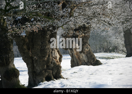Village de Aldersey, Angleterre. Hiver ensoleillé neige scène rurale des arbres dans un champ dans la campagne du Cheshire. Banque D'Images