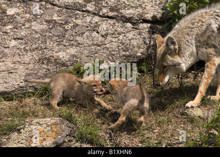 Coyote dans le Parc National de Yellowstone Banque D'Images