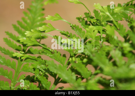 Close up of fern leaf montrant outre-pousses Banque D'Images