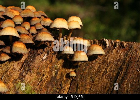 Groupe de champignons blancs brun sur le côté de la souche d'arbre Banque D'Images