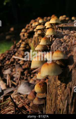 Groupe de champignons blancs brun sur le côté de la souche d'arbre Banque D'Images