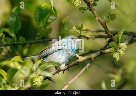 Reproduction non adultes Passerin indigo se percher Banque D'Images