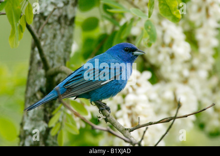 Passerin indigo perché à Locust Tree Blossoms Banque D'Images