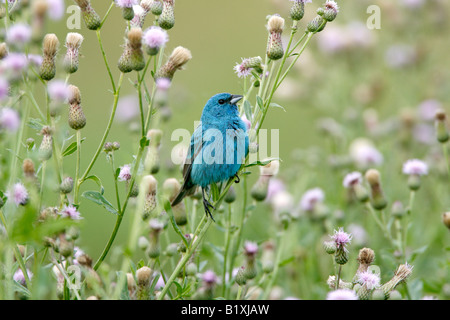 Passerin indigo perché dans les fleurs de Chardon Banque D'Images