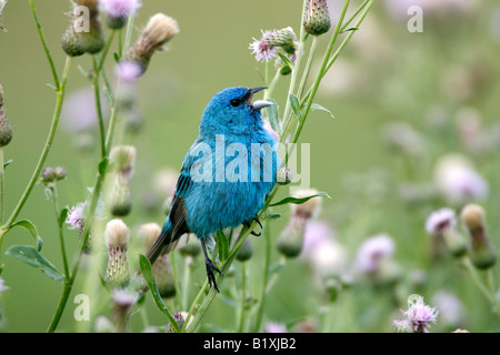 Passerin indigo perché dans les fleurs de Chardon Banque D'Images