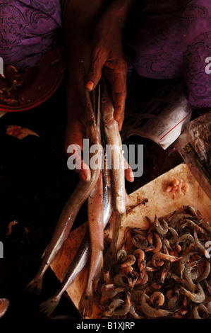 Marché de poissons , Sri Lanka Banque D'Images