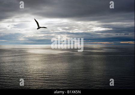 L'ensemble de la silhouette Seagull Moray sur une calme nuit de tempête. Moray, Scotland Banque D'Images