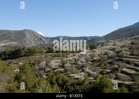 Vue montagne avec terrasses, vergers d'amandiers et d'oliviers, près de Castell de Castells, Province d'Alicante, Communauté Valencienne, Espagne Banque D'Images