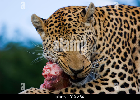 Un Léopard (Panthera pardus) manger en Namibie Banque D'Images