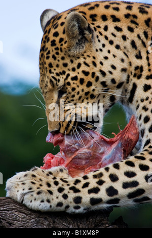 Un Léopard (Panthera pardus) manger en Namibie Banque D'Images