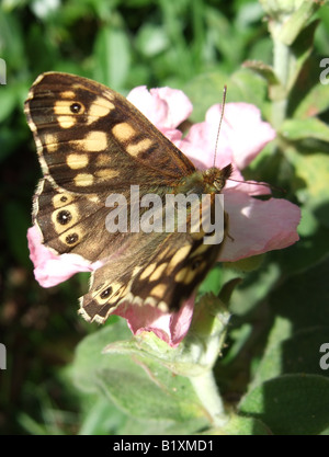 Papillon bois moucheté,parage aegeria tircis, exposer au soleil lui-même dans le jardin sur rock rose ciste Banque D'Images