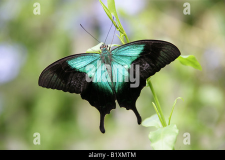 Blue Mountain ou papillon du machaon, Papilio Ulysses Ulysses, Papilionidae, Australie Banque D'Images